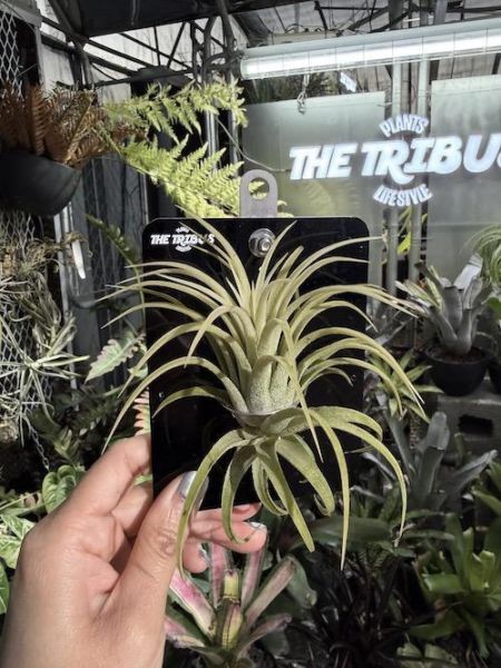 Mini CyberBoard xT. ionantha 