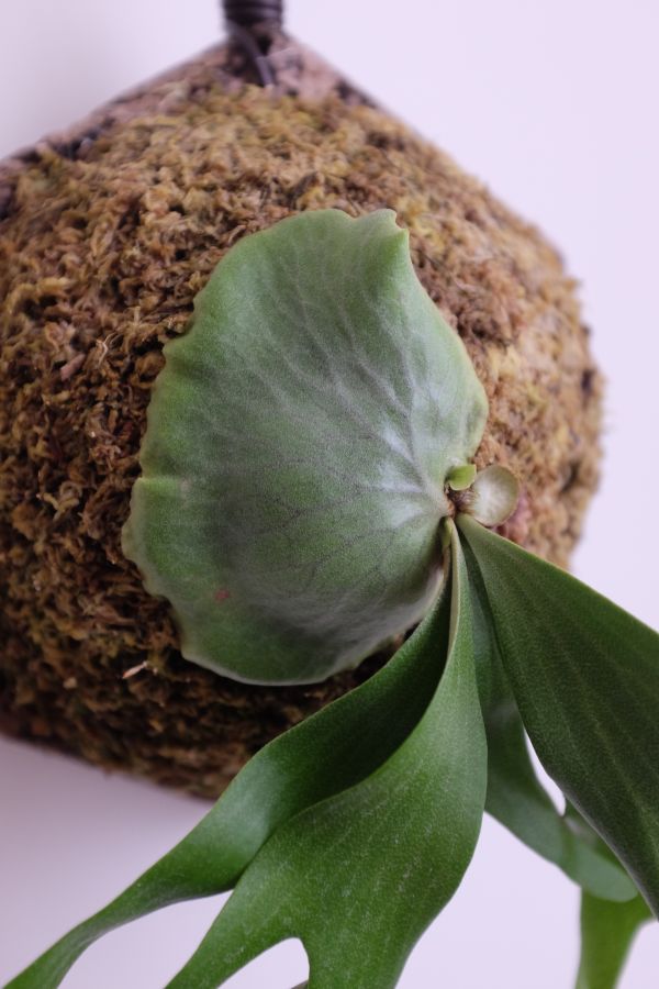 Platycerium madagascariense x quadridichotomum 非猴 x 四叉 