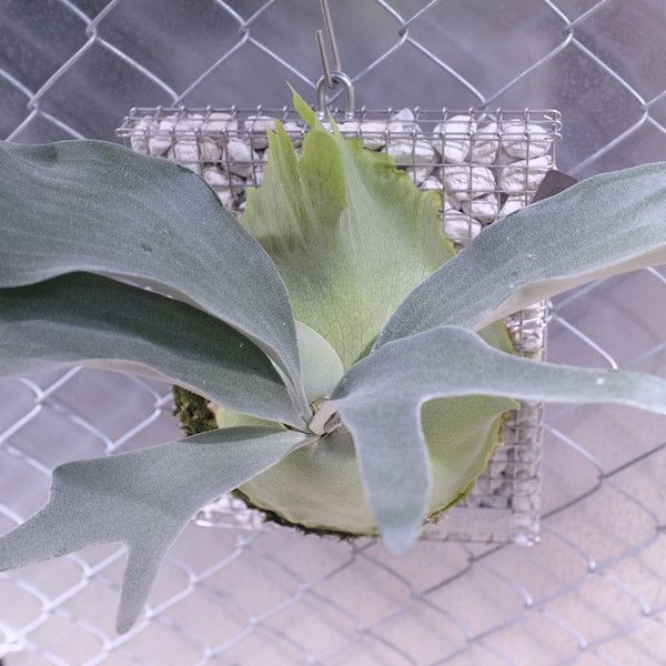 P. pegasus 飛馬鹿角蕨 