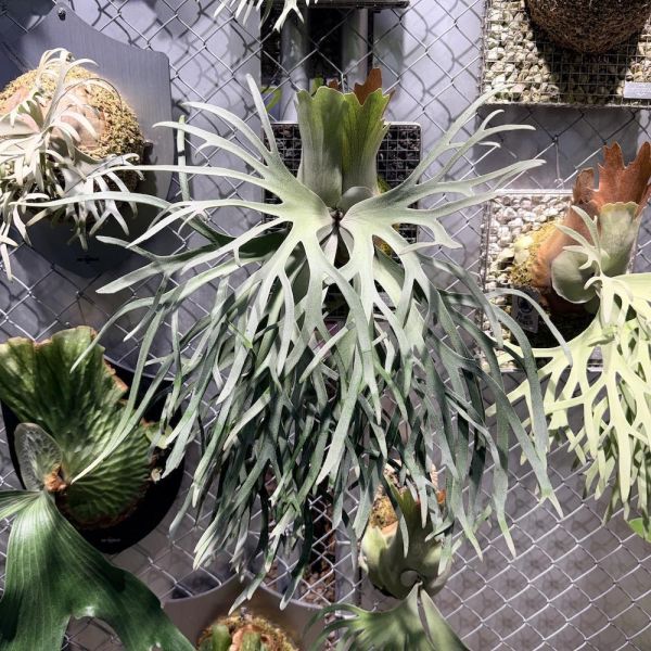 P. willinckii " JadeGirl " 