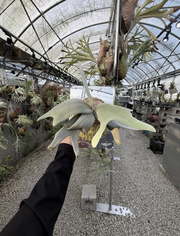 P. willinckii "Copper Will Sporeling" 