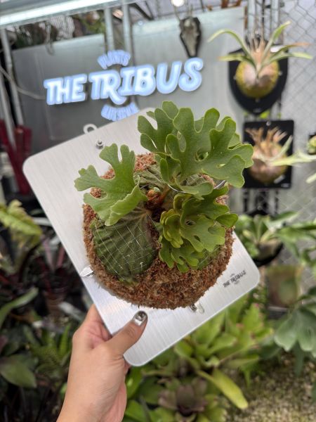 P. ridleyi silvery dwarf 