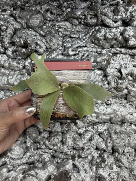 P. willinckii Pinkie Sporeling 