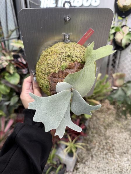 P. willinckii "Snow Lynx" 雪猞猁 