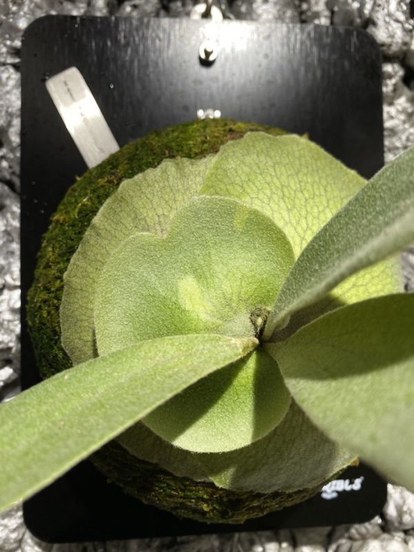 P. veitchii variegated 