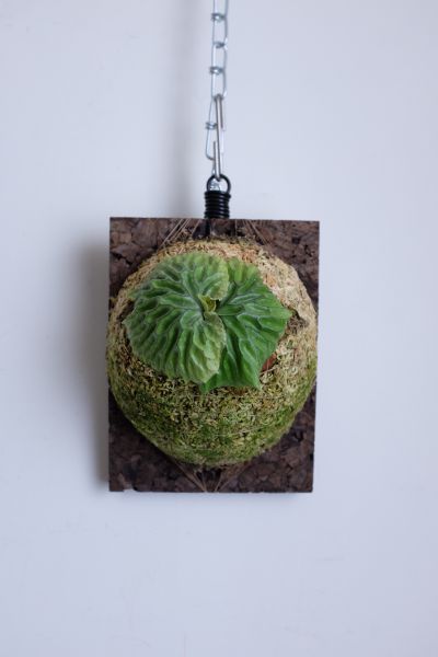 P. madagascariense 非洲猴腦鹿角蕨 