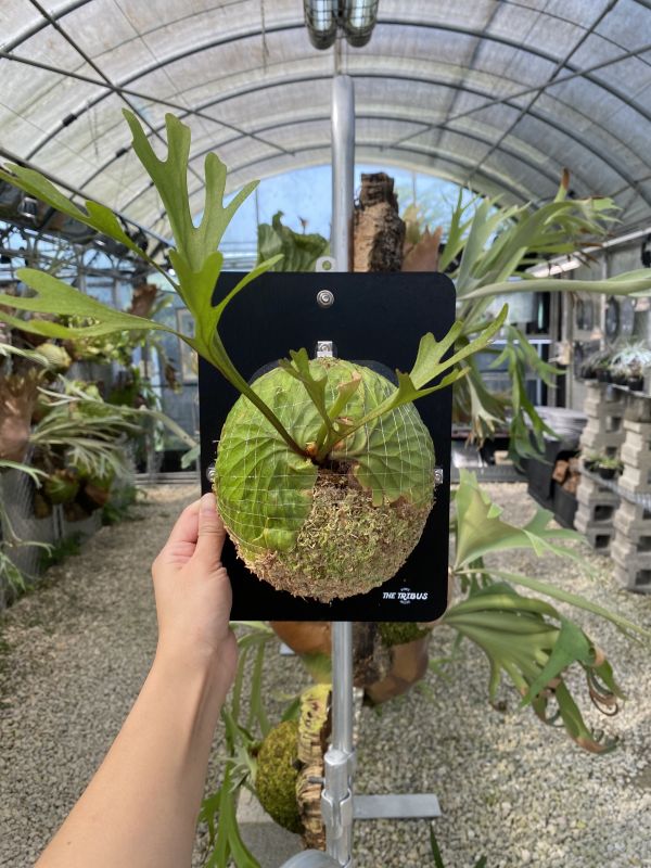 P. ridleyi "thin Sporeling" 