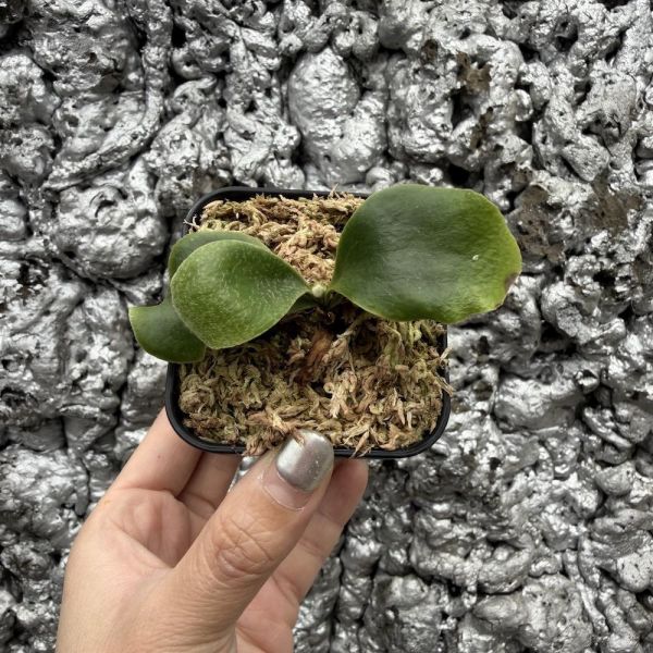 P. hillii Rimklong sporeling 