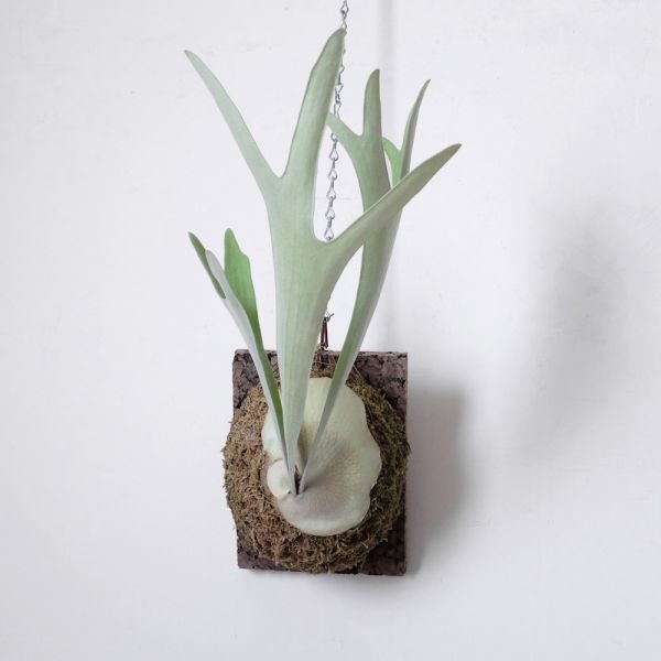 Platycerium "Doitung"  