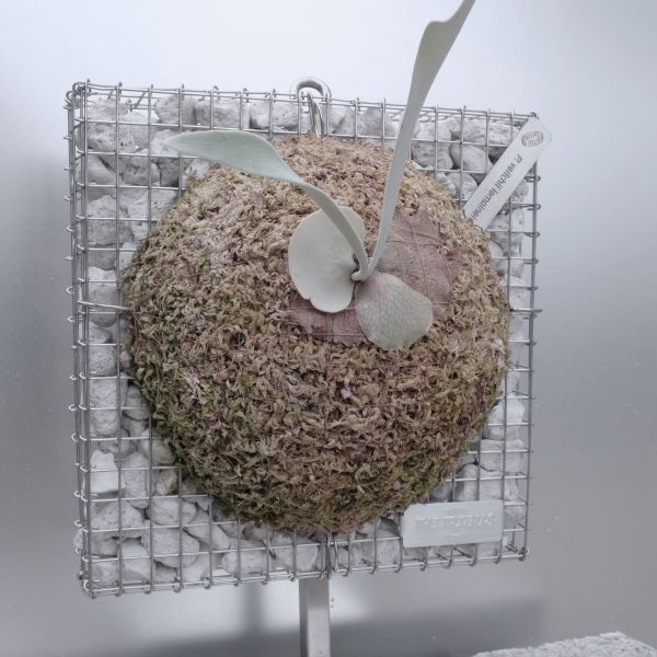 P. veitchii "Lemoinei" #2 