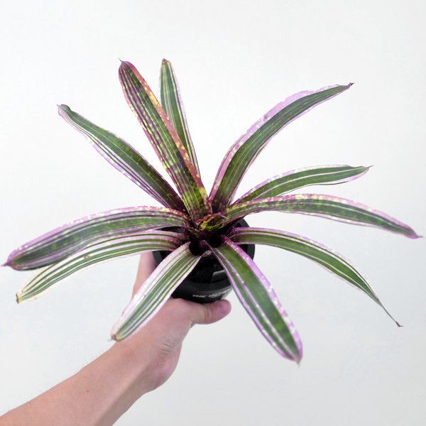 Neoregelia "Always Karen" 凱倫 