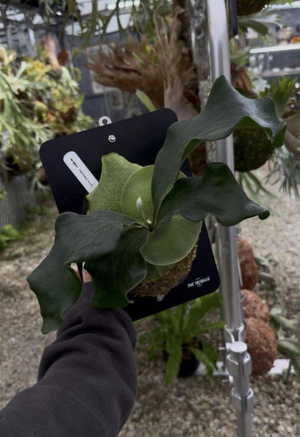 P. hillii Rimklong sporeling 