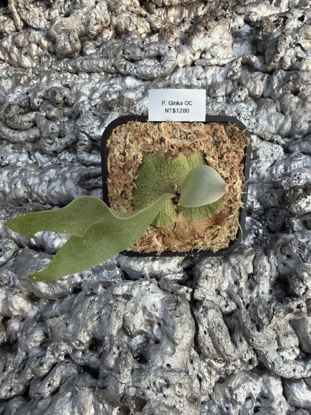 銀華鹿角蕨 P. Ginka 