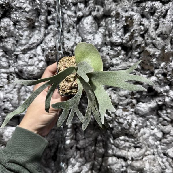 P. willinckii " JadeGirl " 