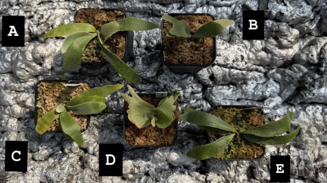P. willinckii Foythong sporeling 