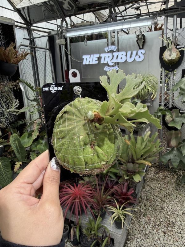 P. ridleyi silvery dwarf 