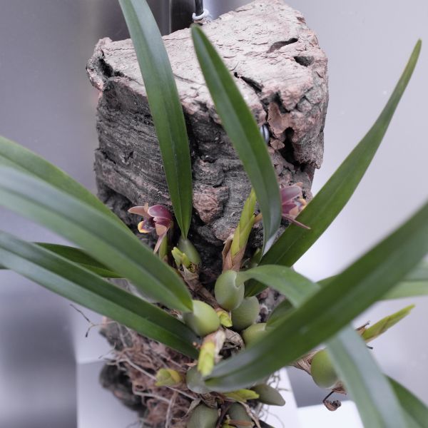 Maxillaria tenuifolia 腋唇蘭 