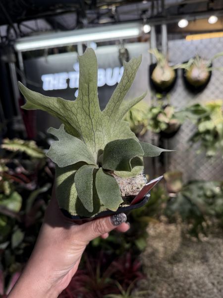 P. willinckii Pinkie Sporeling 
