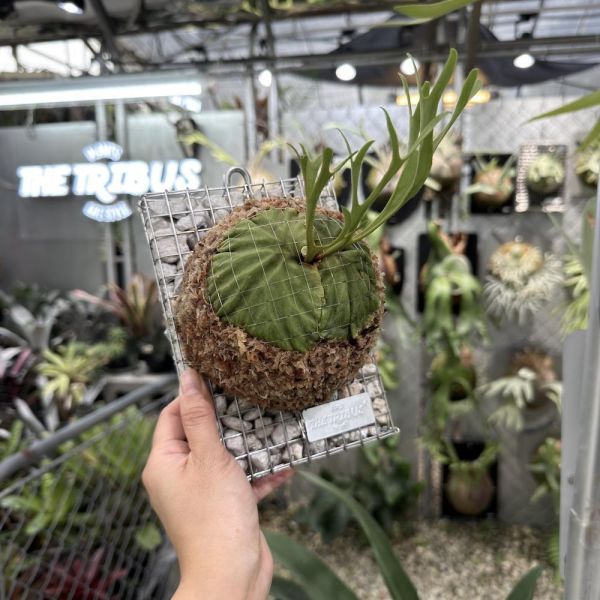 P. ridleyi 