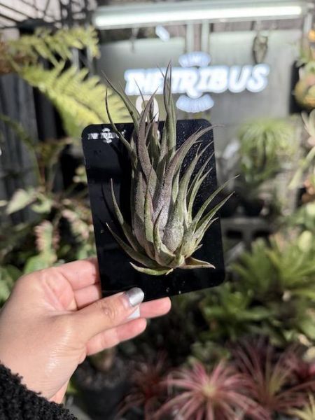 小精靈x犀牛角空氣鳳梨 