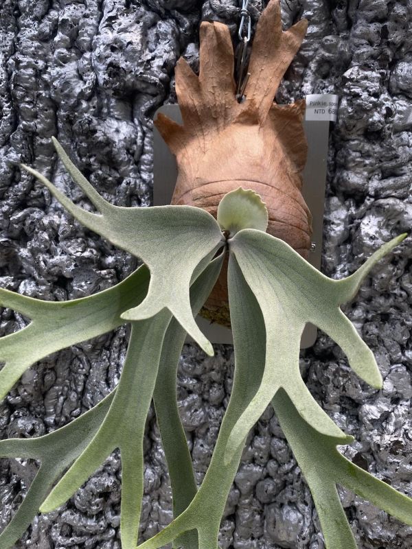 Platycerium willinckii ‘Shadowlace’ Sub-mature specimen 