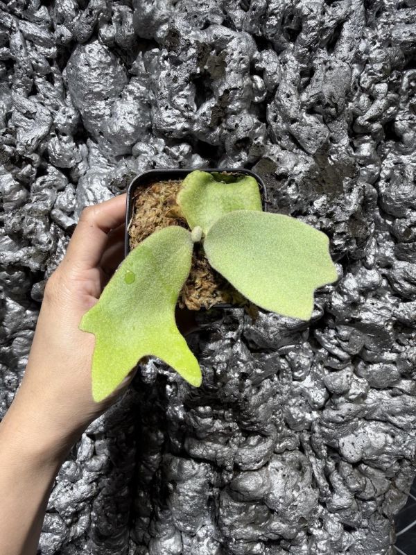 P. CCS × Wild Cat 棉花雲,野貓混播苗 