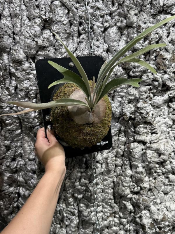 P. veitchii "Auburn River " Sporeling  奧本河銀鹿鹿角蕨孢子苗 