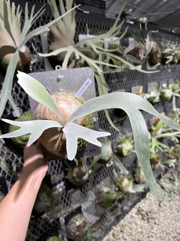 P. sp. White 