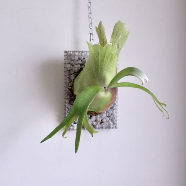 Platycerium willinckii "Bali wild"峇里山採爪哇 