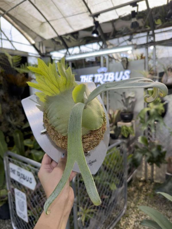 P. willinckii “Manta Wing” 曼塔之翼 