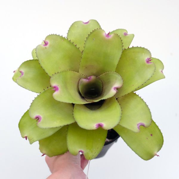 Neoregelia "Ninja Pink" 粉紅忍者 