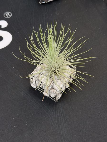 Tillandsia andreana 