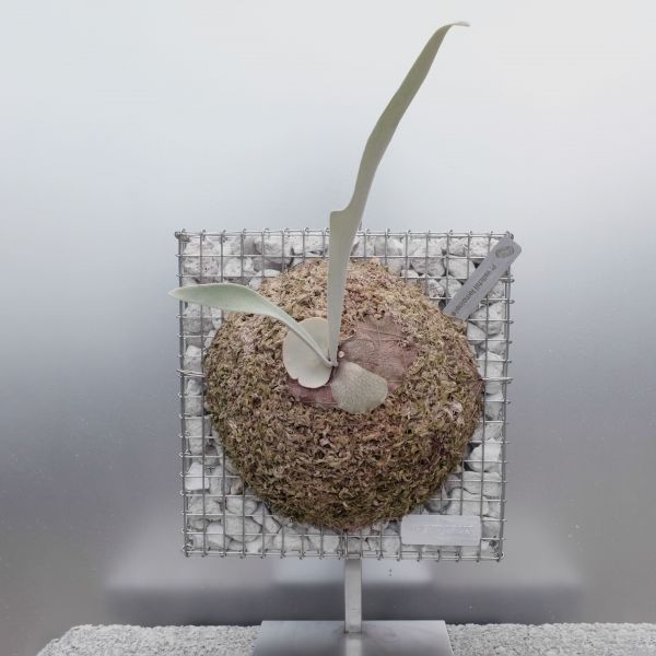 P. veitchii "Lemoinei" #2 