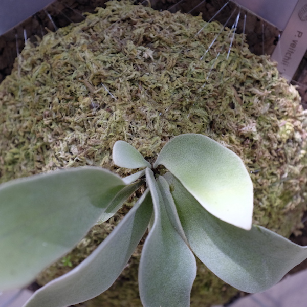 P. veitchii "no shield" 無臉銀鹿 