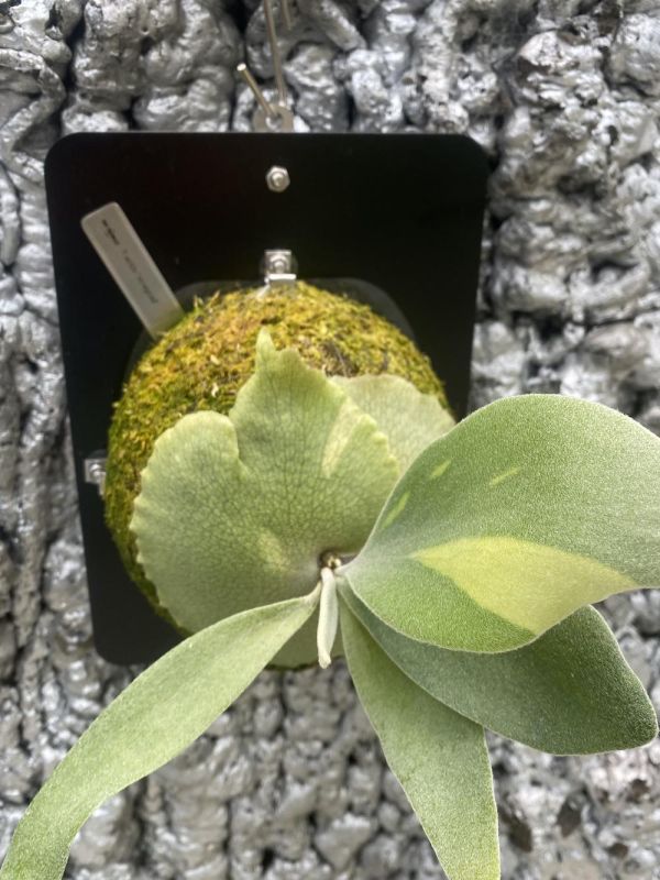 P. veitchii frond variegated 