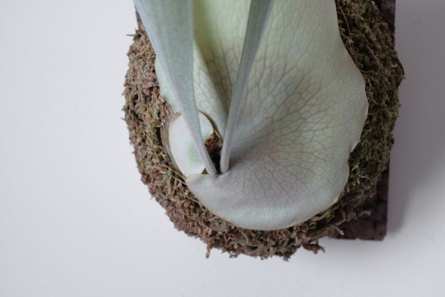 Platycerium "Doitung"  