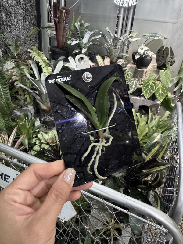Saccolabiopsis pusilla 迷你囊唇蘭 