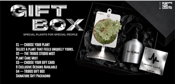P. ridleyi silvery dwarf CyberBoard GIFT SET 