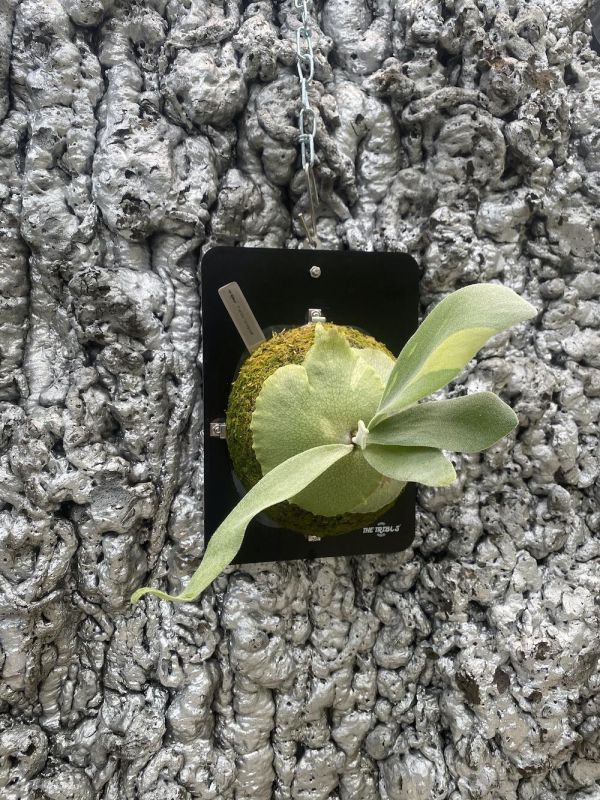 P. veitchii frond variegated 