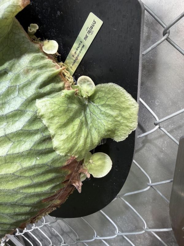 P. madagascariense × P. andinum 