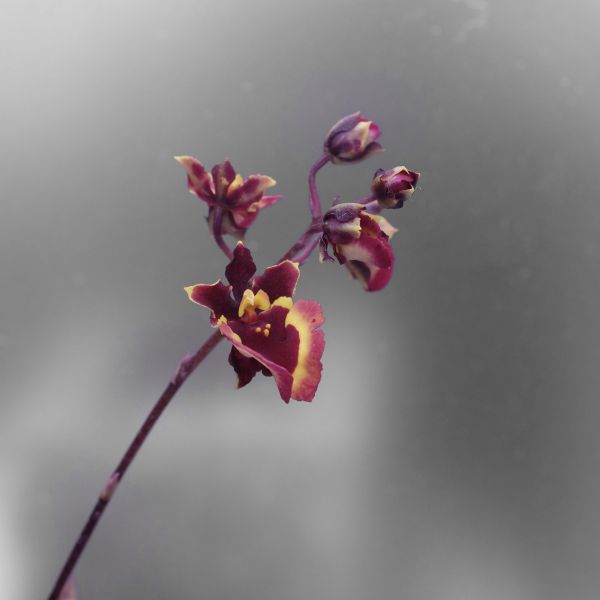 Tolumnia hybrid 劍葉文心蘭 