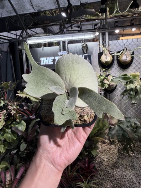 P. willinckii Pinkie Sporeling 