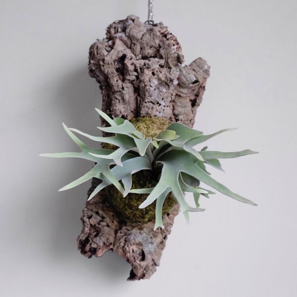 P. veitchii "no shield" 無臉銀鹿 
