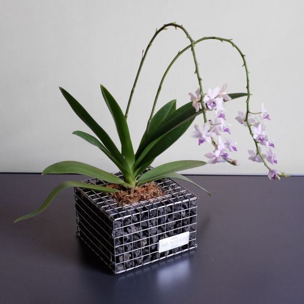 Phalaenopsis Tzu Chiang Sapphire 紫式部 