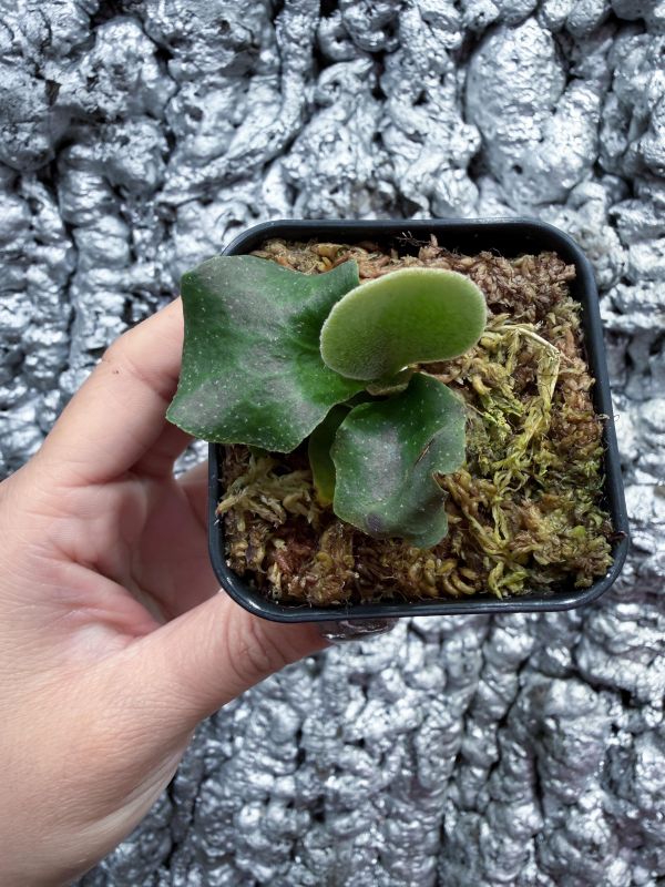 銀華,奧本河銀鹿鹿角蕨 混播苗 