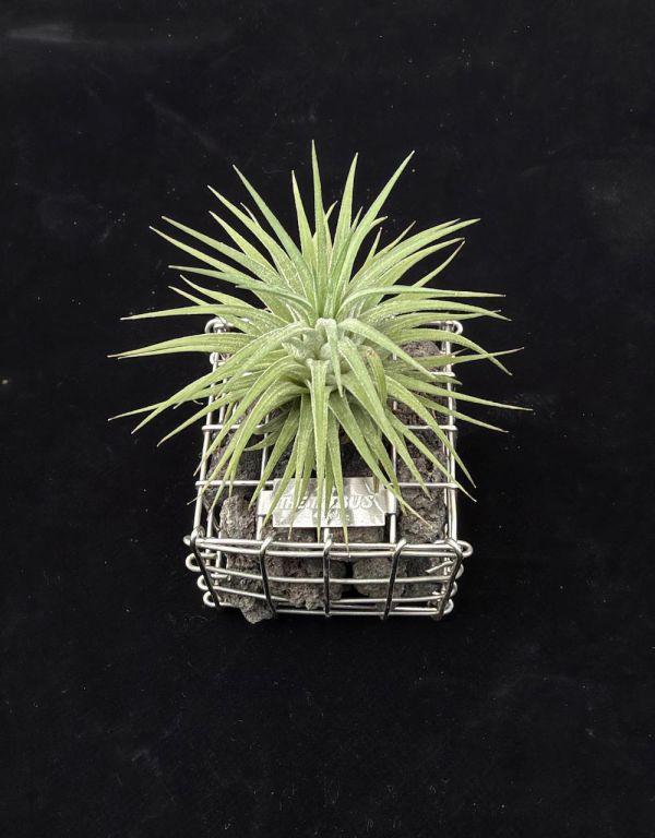 IONANTHA GABION CUBE GIFT SET 