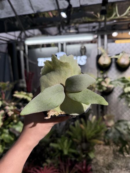 P.willinckii 