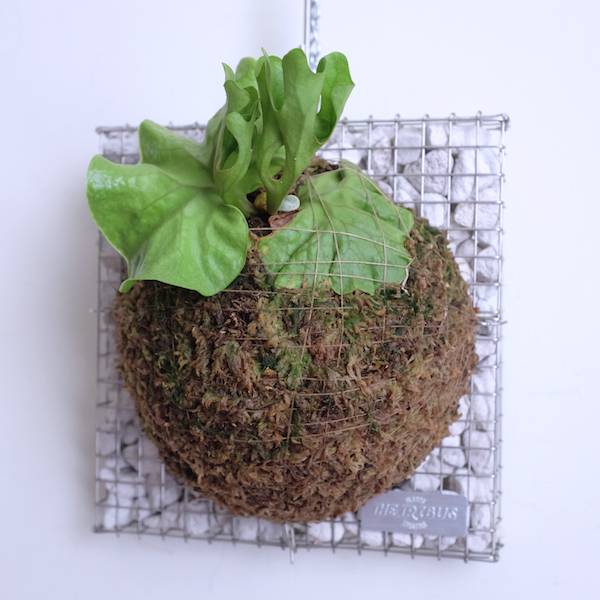Platycerium ridleyi var. Drawf & Compact侏儒密葉亞猴鹿角蕨 
