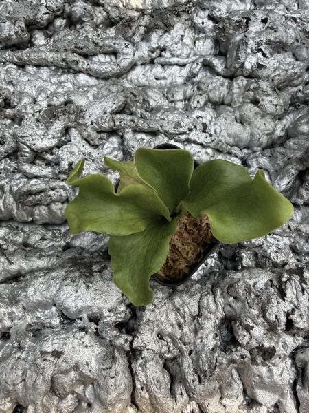 P. hillii Rimklong sporeling 