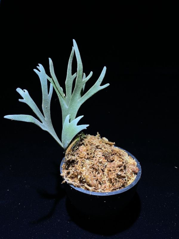 P. willinckii " Bateria " sporeling 